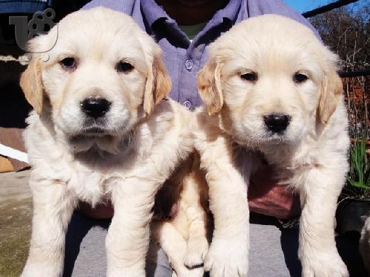Kαλή τιμή!!!.Πουλάω όμορφα κουτάβια ράτσα GOLDEN RETRIEVER- Γκολντεν Ριτριβερ-250 euro...